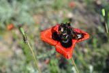 род Papaver