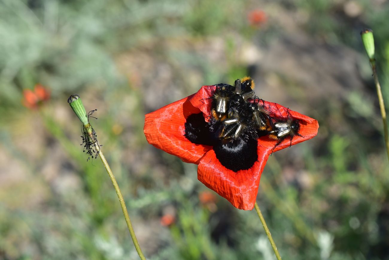 Изображение особи род Papaver.