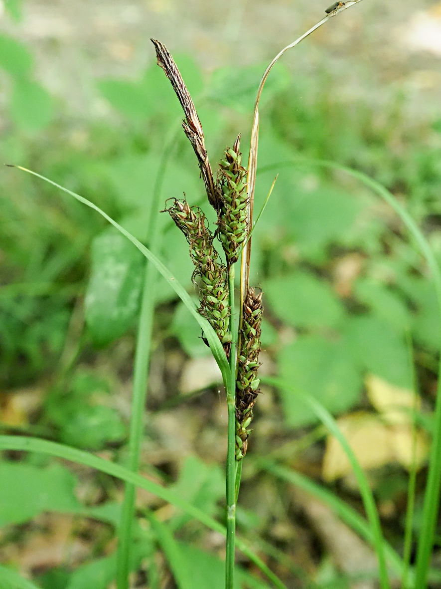Изображение особи Carex cuspidata.