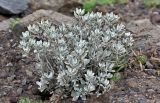 Helichrysum obconicum