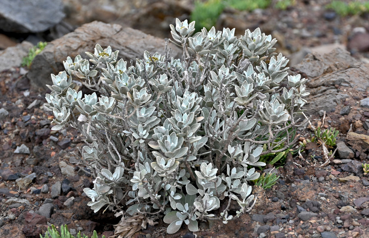 Image of Helichrysum obconicum specimen.