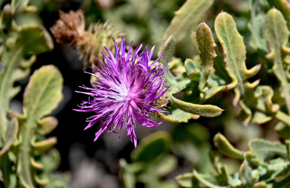 Image of Centaurea sphaerocephala specimen.