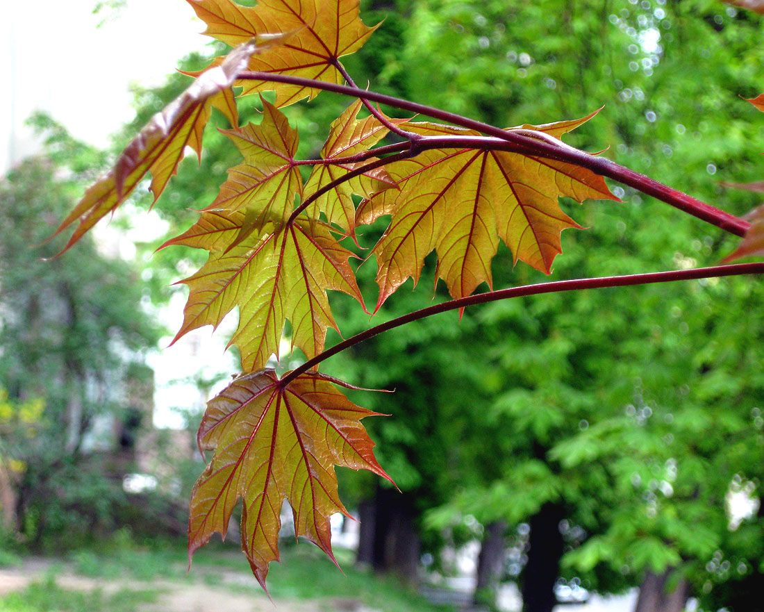 Image of Acer platanoides specimen.