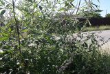 Vitex agnus-castus