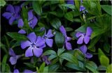 Vinca minor. Цветки. Московская обл., Раменский р-н, окр. дер. Хрипань, садовый участок. 14.05.2926.