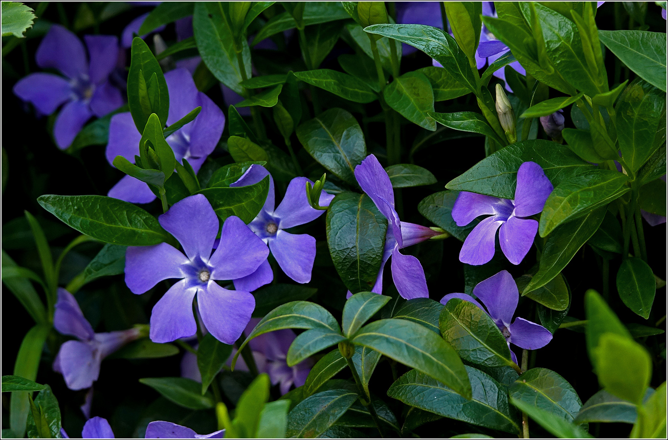 Image of Vinca minor specimen.