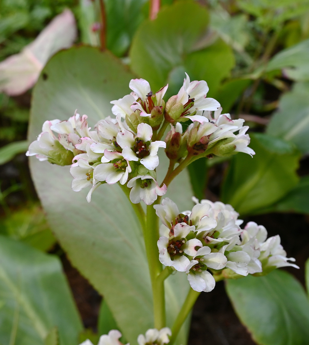 Изображение особи Bergenia ciliata.