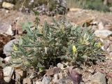 Astragalus lasiosemius. Цветущее растение. Таджикистан, Горно-Бадахшанская автономная обл., Ишкашимский р-н, окр. кишлака Гармчашма, дол. р. Гармчашма, ≈ 2600 м н.у.м., каменистая осыпь. 2 июля 2026 г.