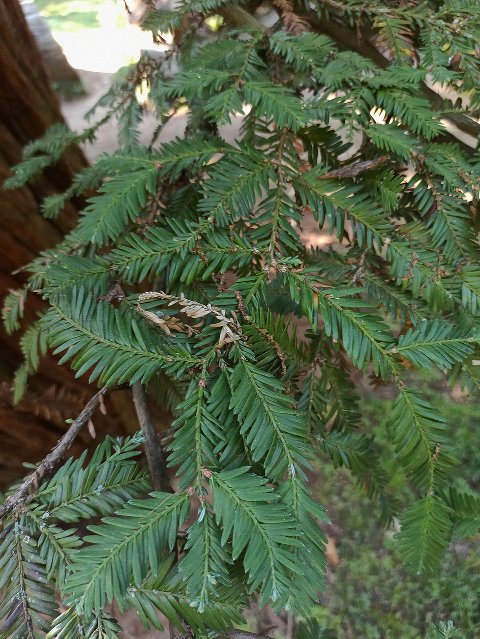 Изображение особи Sequoia sempervirens.