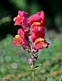 Antirrhinum majus. Соцветие. Калининградская обл., Правдинский р-н, г. Правдинск, в культуре. 02.07.2025.