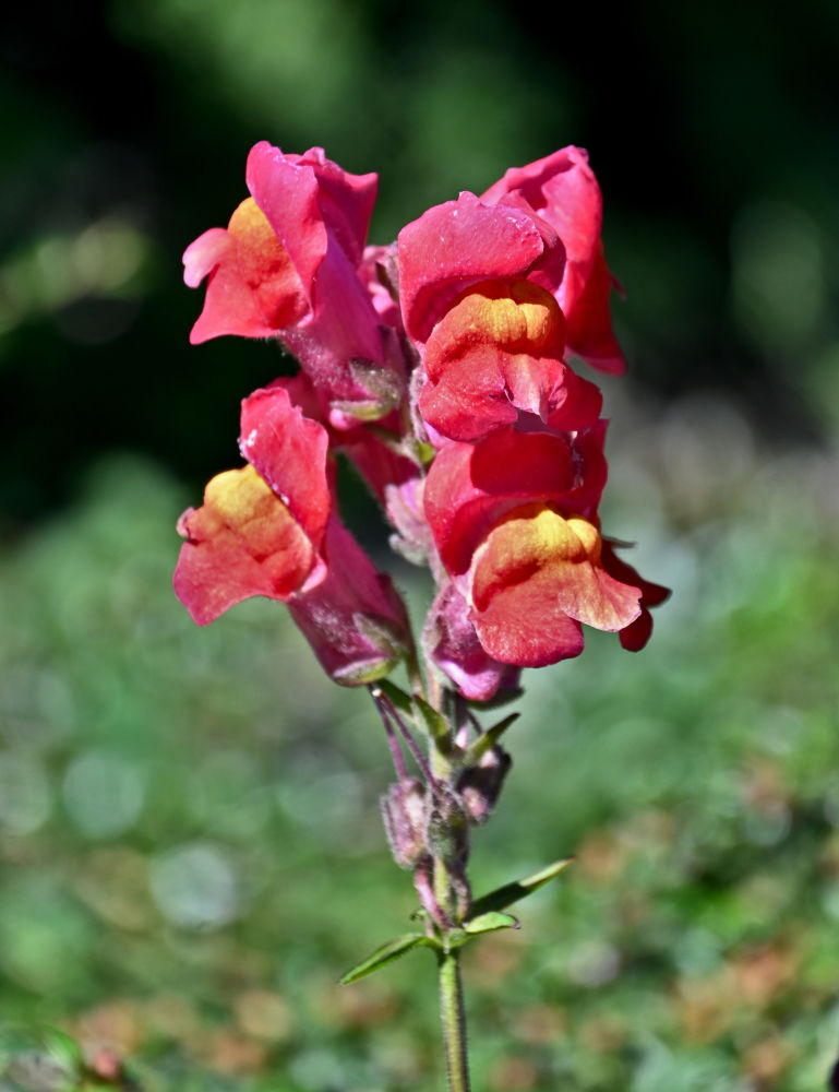 Изображение особи Antirrhinum majus.