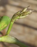 Heteranthera reniformis. Часть побега с незрелым соплодием. Испания, Каталония, пров. Жирона, комарка Баш Эмпорда, муниципалитет Пальс, заливное поле, в посевах Oryza sativa. 12.10.2026.