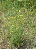 Pulicaria dysenterica. Цветущее растение. Узбекистан, Республика Каракалпакстан, Амударьинский р-н, окр. автомобильно-железнодорожного моста через р. Амударья, левый берег реки, глинисто-песчаная почва. 16.08.2026.