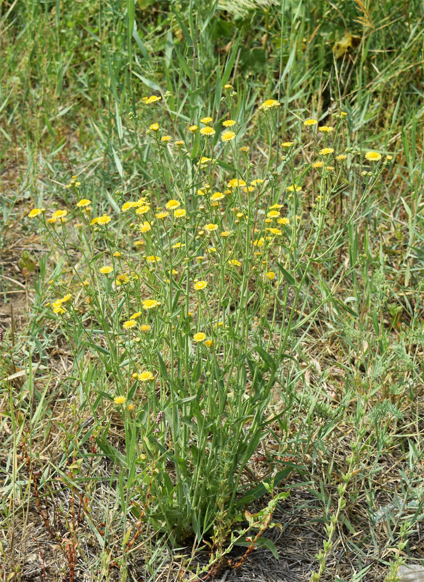 Изображение особи Pulicaria dysenterica.