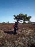 Pinus friesiana