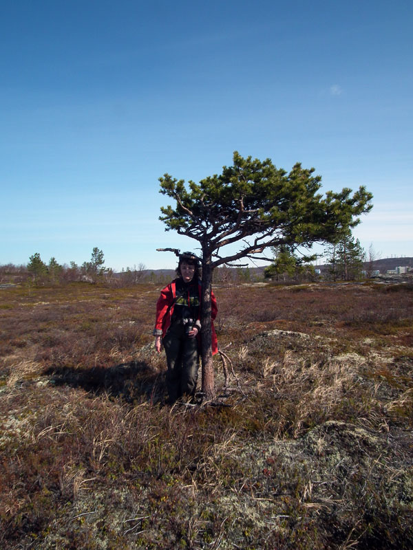 Изображение особи Pinus friesiana.