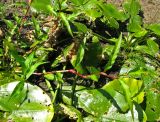 Persicaria amphibia