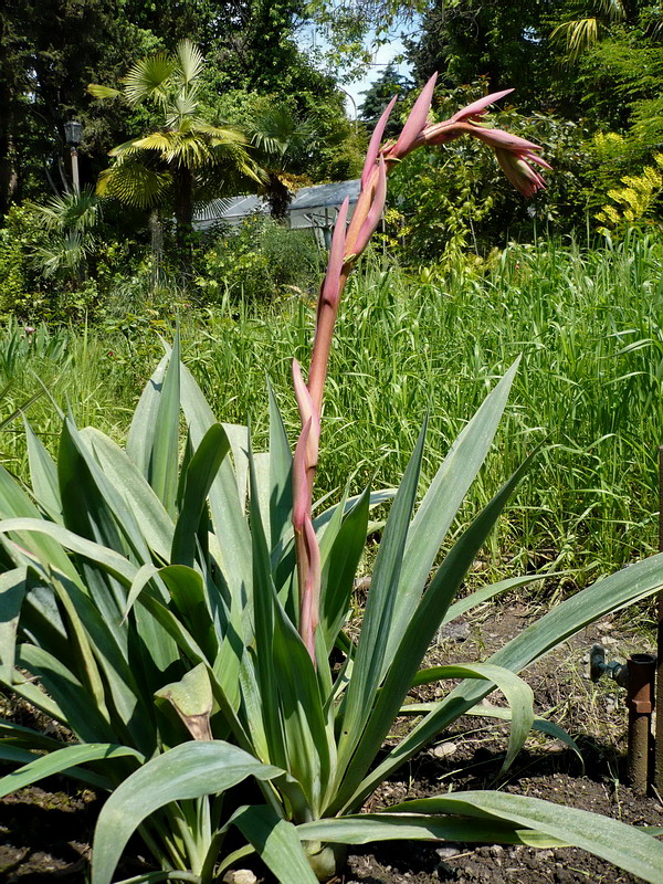 Image of Beschorneria bracteata specimen.