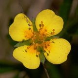 Potentilla erecta