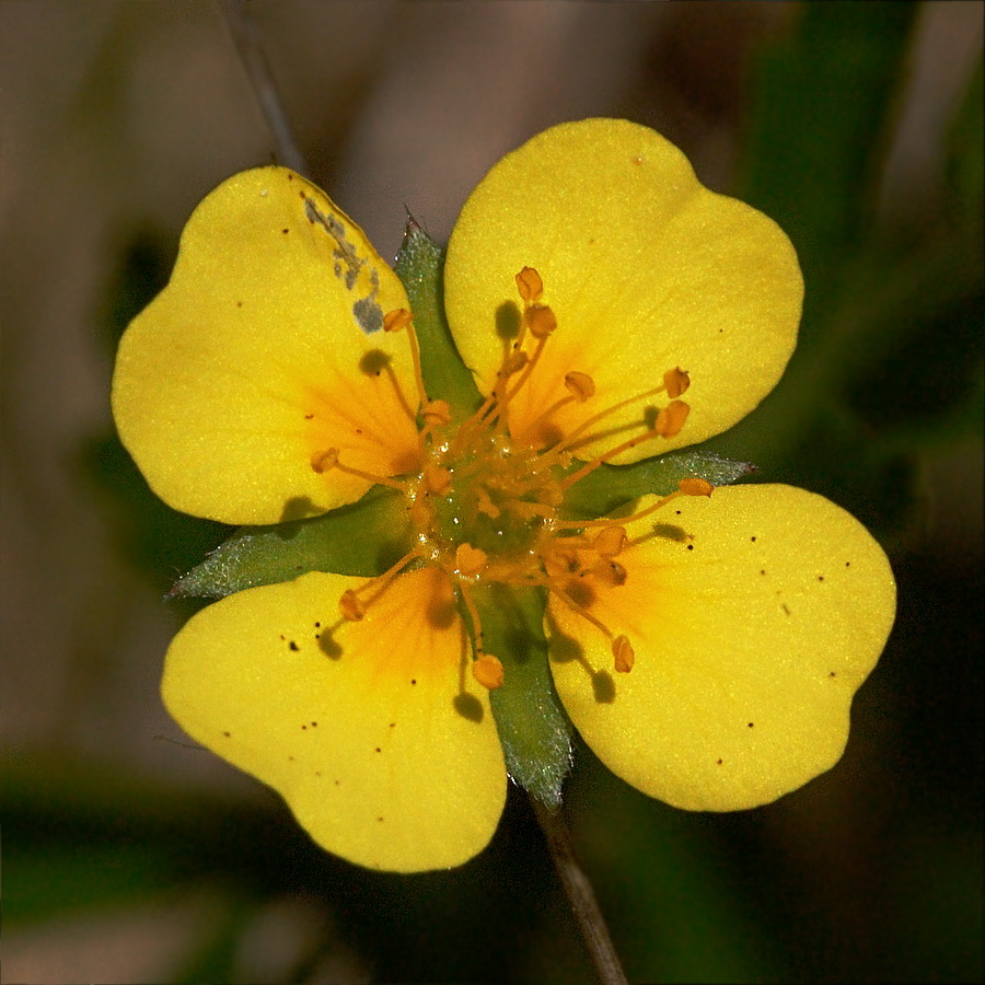 Image of Potentilla erecta specimen.