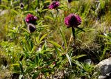 Trifolium alpestre