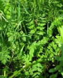 Pimpinella rhodantha. Листья в нижней части стеблей. Москва, ГБС РАН. 30.06.2011.
