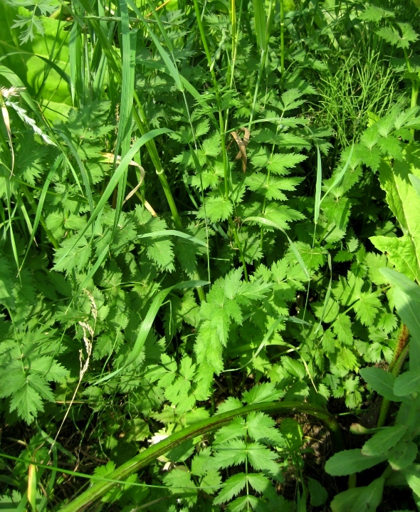 Изображение особи Pimpinella rhodantha.