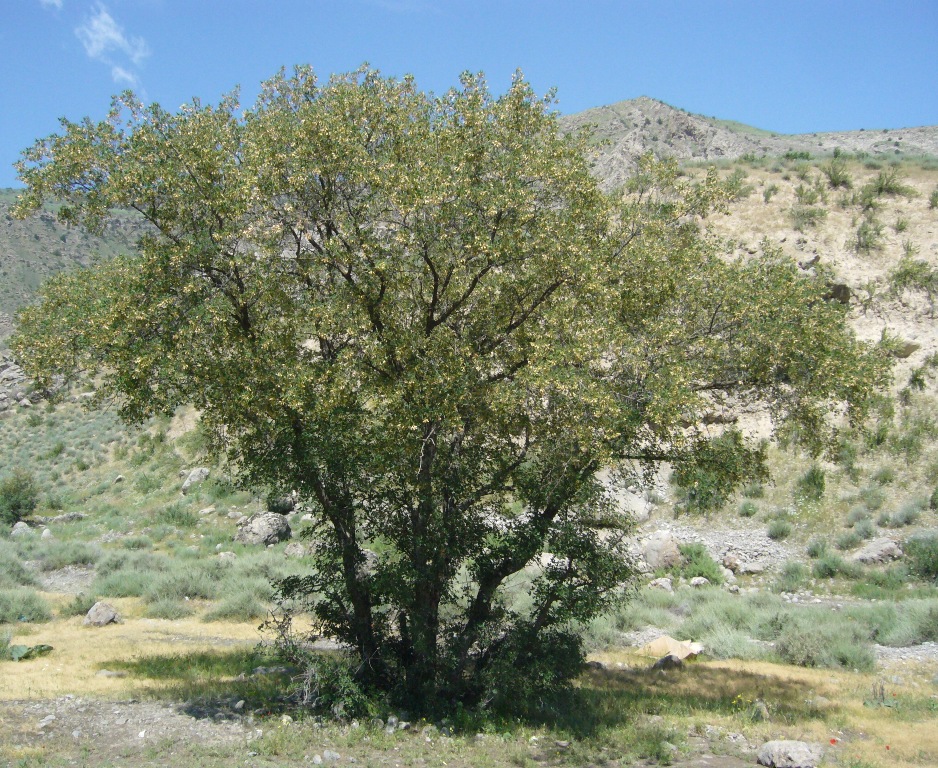 Image of Acer turcomanicum specimen.