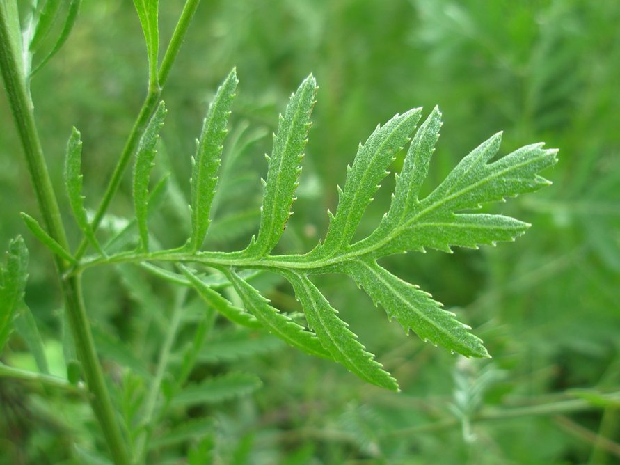 Image of Tanacetum vulgare specimen.