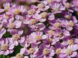 Achillea millefolium. Соцветия (форма с сиреневыми цветками). Московская область, Раменский р-н, окрестности дер. Хрипань, дачный участок. 26.07.2003.