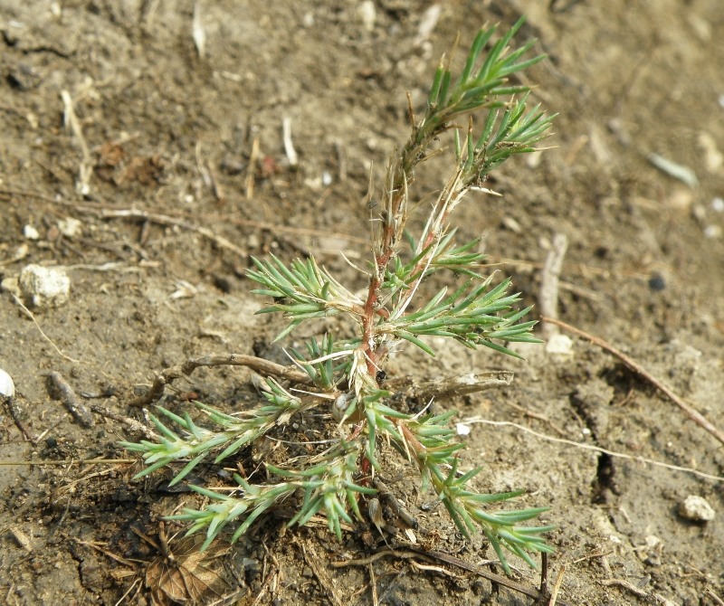 Image of Polycnemum majus specimen.