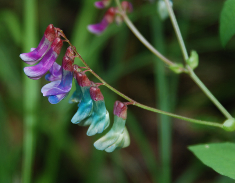 Изображение особи Vicia baicalensis.