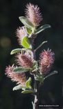 Salix glauca