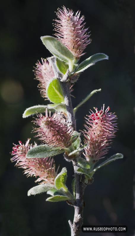 Изображение особи Salix glauca.