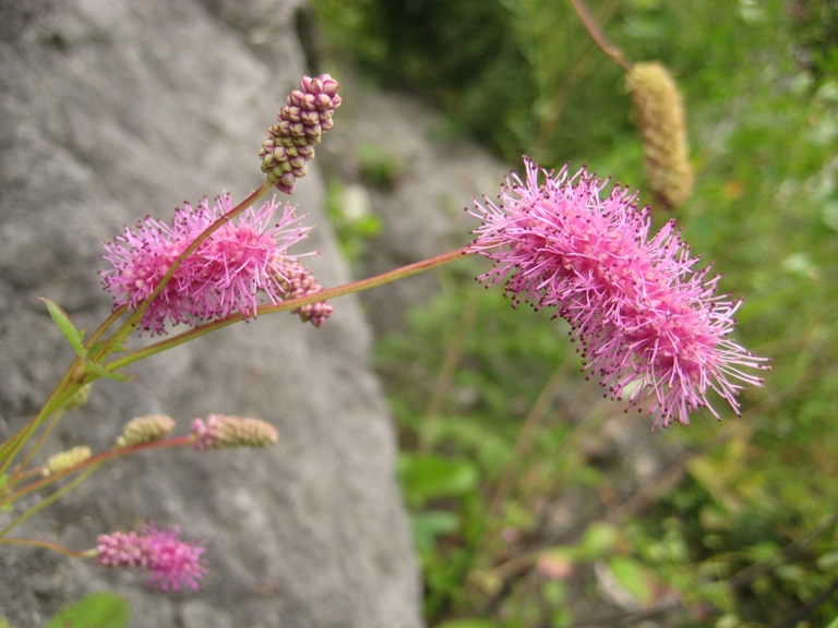 Изображение особи Sanguisorba magnifica.