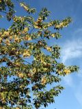 Acer negundo. Ветви с плодами. Санкт-Петербург. 06.09.2011.
