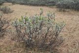 Salix lanata