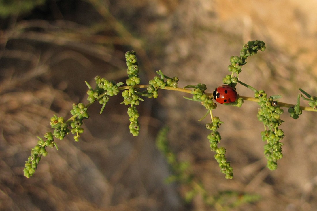 Image of Suaeda altissima specimen.