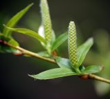 Image of taxon representative. Author is Виталий Гуменюк