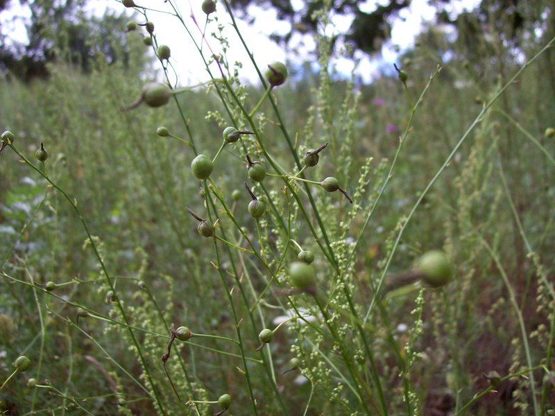 Image of Anthericum ramosum specimen.