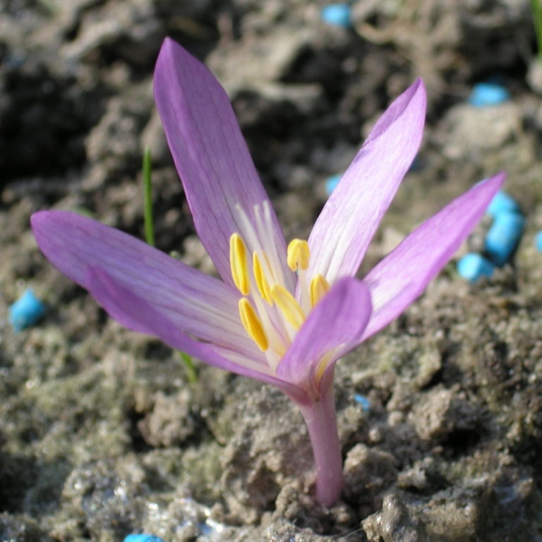 Image of Colchicum arenarium specimen.