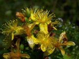 Hypericum maculatum. Цветки и бутоны (видны округлые чашелистики). Киев, Святошинский лес, июль 2004 г.