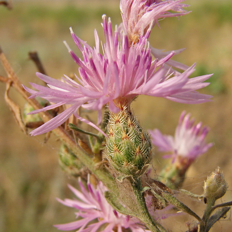 Изображение особи род Centaurea.