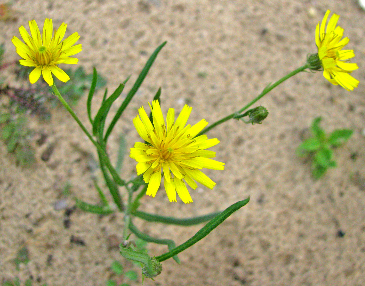 Изображение особи Crepis tectorum.