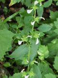 Pedicularis resupinata. Побег с цветками. Приморский край, Лазовский р-н, Лазовский заповедник, кордон Карпадь, опушка леса. 19.08.2009.