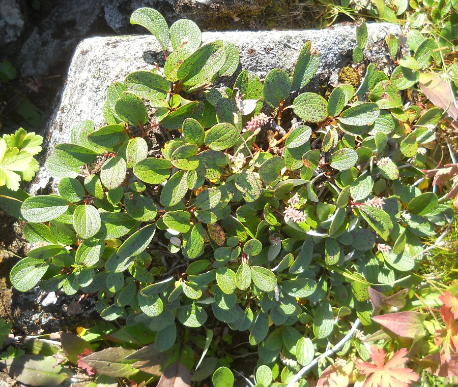 Image of Salix reticulata specimen.