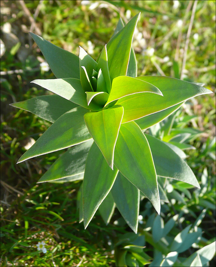 Изображение особи Linaria genistifolia.