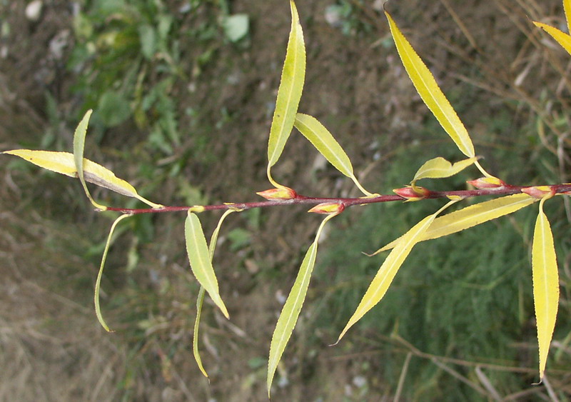 Image of Salix acutifolia specimen.