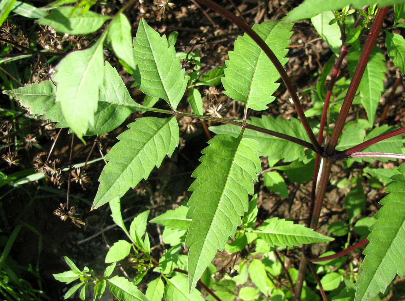 Image of Bidens frondosa specimen.