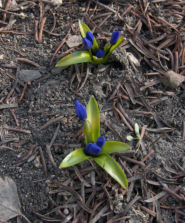 Изображение особи Scilla armena.